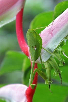 Preying Mantis