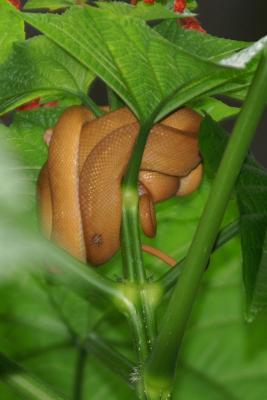 Snake
