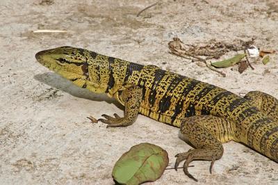 Golden Tegu