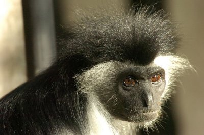 Black and  White Colobus monkey .jpg