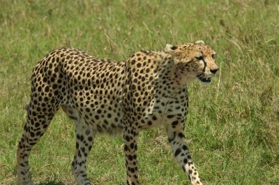 Female adult Cheetah 1.jpg