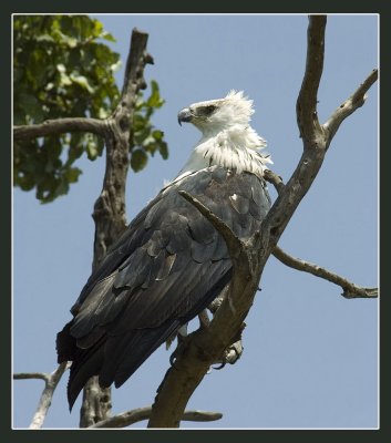 African Fish Eagle.jpg