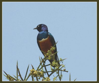 Superb Starling.jpg