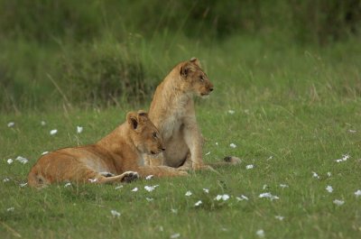 Lion Cubs 6.jpg