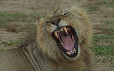 Male Lion Amboseli 3.jpg