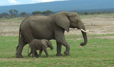 Female Elephant  Calf.jpg