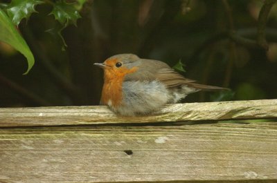 Robin .jpg