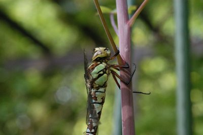 Hairy Dragonfly side on 1.jpg