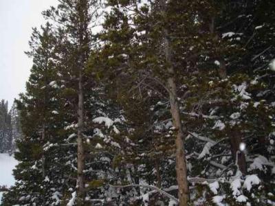pine trees