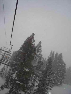cold trees