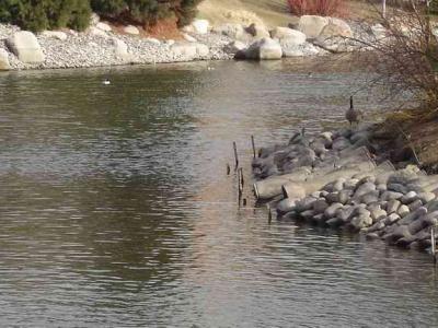 canadian geese