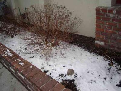 snow on the ground again