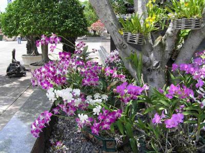 and orchids