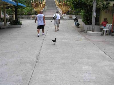 and a chicken