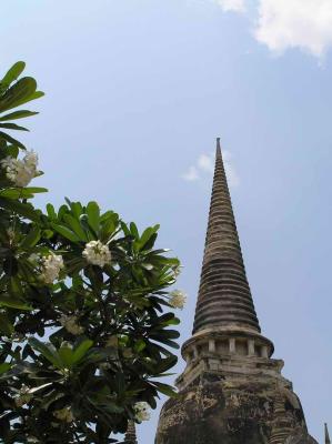 plumeria and spire