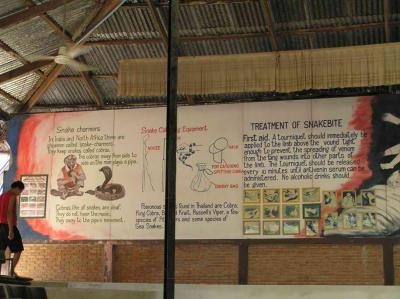 all about snake catching