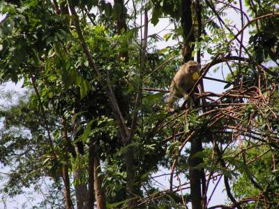 up in the trees