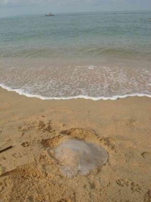 i think this was a jellyfish