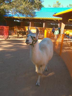 Llama.jpg