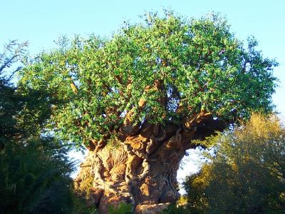 TreeOfLifeSunset.jpg