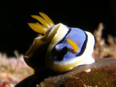 Chromodoris annae  (Bergh, 1877)