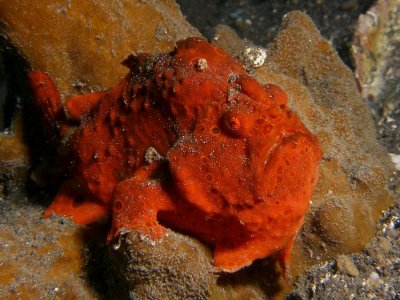 Frogfish11.JPG