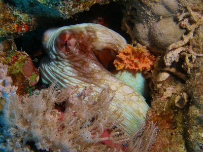 Octopus9.JPG