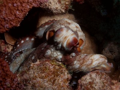 Octopus1.JPG