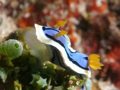 Chromodoris annae1.JPG