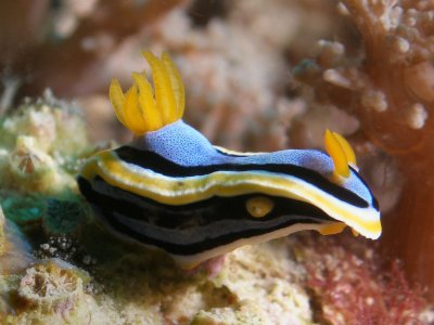 Chromodoris annae2.JPG