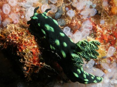 Nembrotha cristata2.JPG