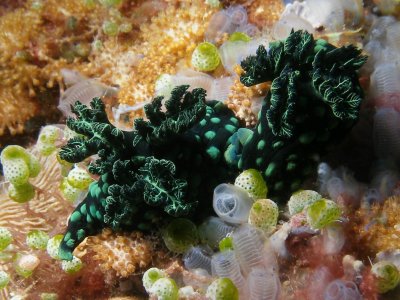 Nembrotha cristata3 (mating).JPG