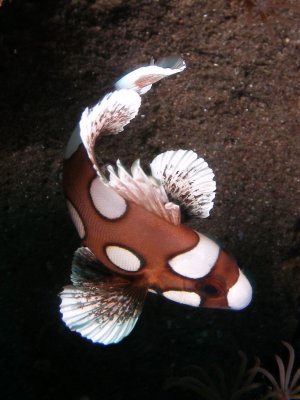 Sweetlips1.JPG