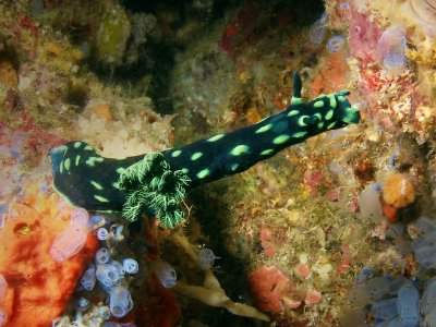 Nembrotha cristata5 (stretching for a snack).JPG