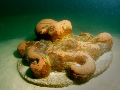 Octopus (14)