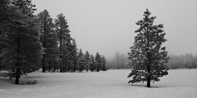 Bryce Snow with Pine