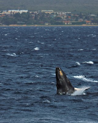 Humpback Whale Breach 2