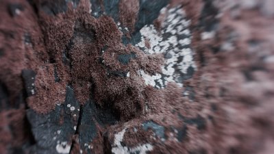 Moss-Lichens-LensBaby.jpg