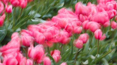 Tulips-in-the-wind.jpg