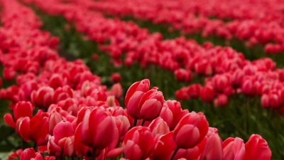 Pink-Tulips.jpg