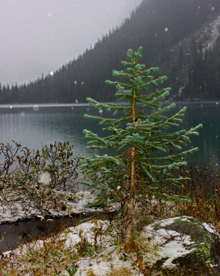Pine--Snow.jpg