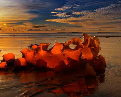 Seaweed Sunrise