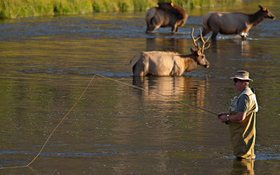 Fishes with Elk
