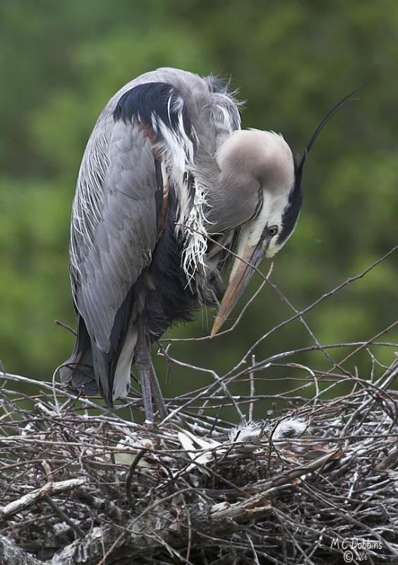 Male with 2 chicks in Nest 2