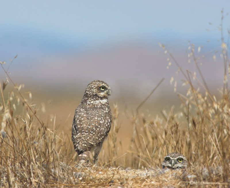 Standing guard