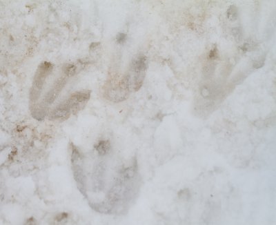 19 Penguin footprints.jpg