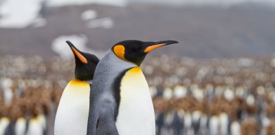 24 King Penguins at Colony.jpg
