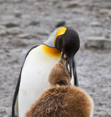 29 King feeding chick food.jpg