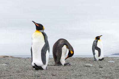 Antarctica and SubAntarctica Penguins 2009