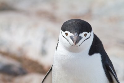 42 Chinstrap penguin.jpg